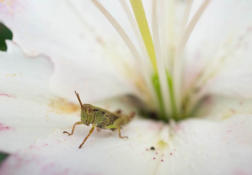 201506171114-DSC05617N6.jpg