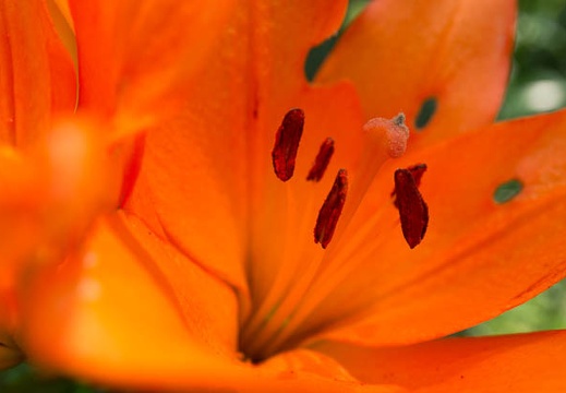 201506171117-DSC05624N6.jpg