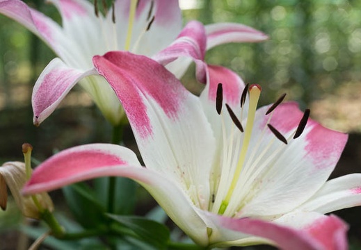 201506171127-DSC05638N6.jpg