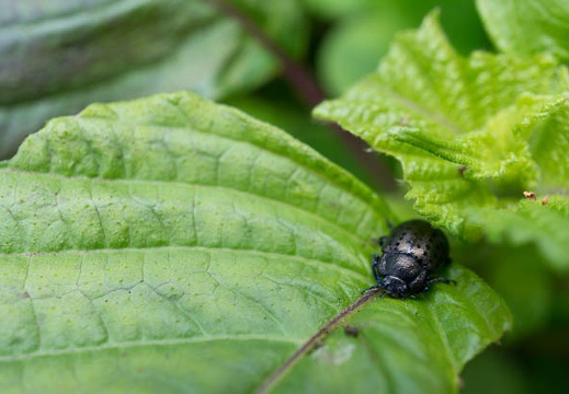201506171150-DSC05665N6.jpg