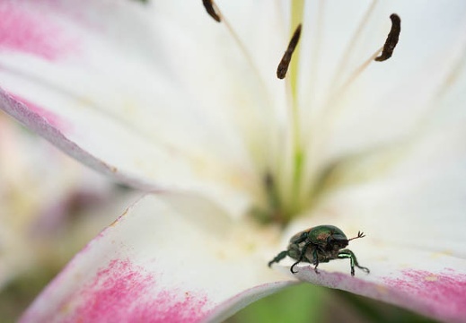 201506171150-DSC05672N6.jpg
