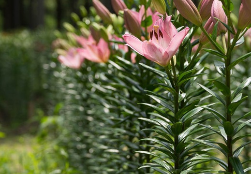 201506171200-DSC08817.jpg