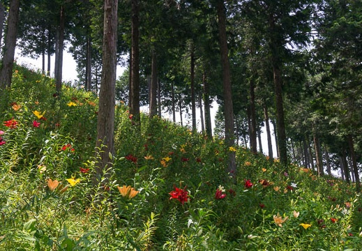 201506171254-DSC01965N5R.jpg