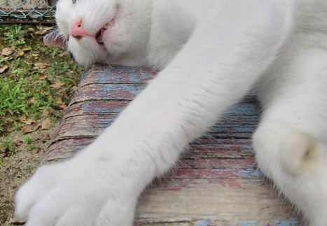 20150619103340-SH-06F.jpg