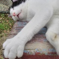 20150619103340-SH-06F.jpg