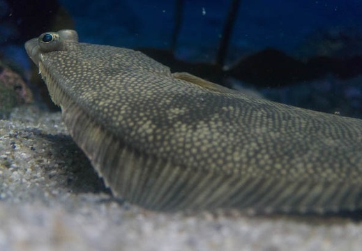 201506211019-DSC05855N6.jpg