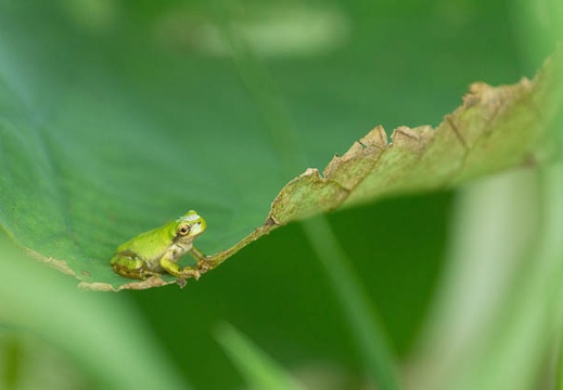 201506221053-DSC09593.jpg