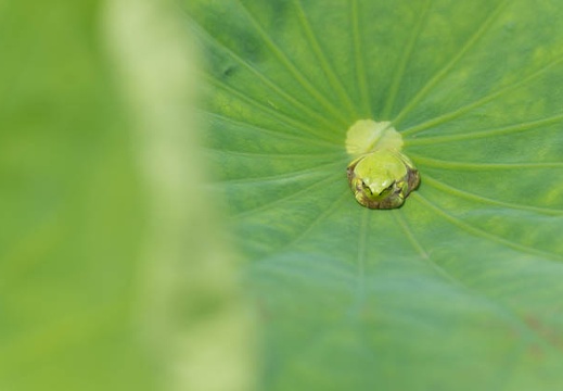 201506221105-DSC09635.jpg