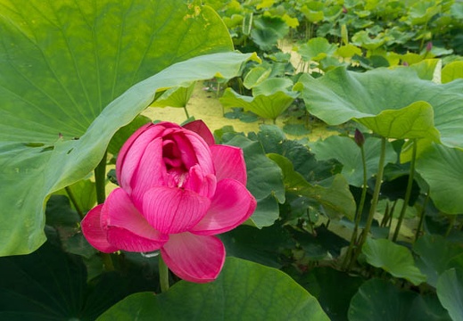201506221115-DSC05956N6.jpg