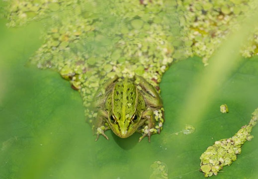 201506221129-DSC09698.jpg