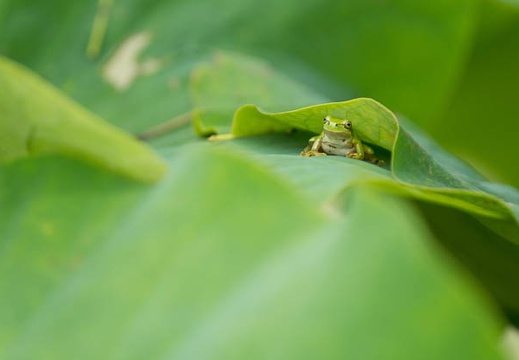 201506221150-DSC09758.jpg