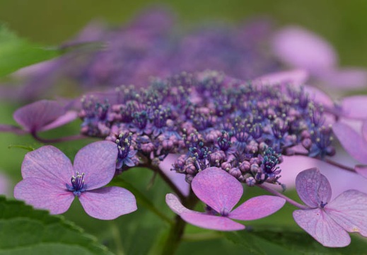 201506221259-DSC09874.jpg