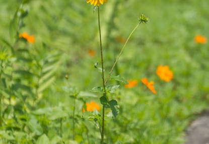 201506231204-DSC09935.jpg