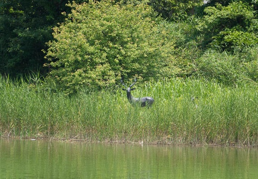 201506231206-DSC09937.jpg