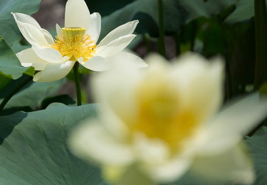 201506251134-DSC00213.jpg
