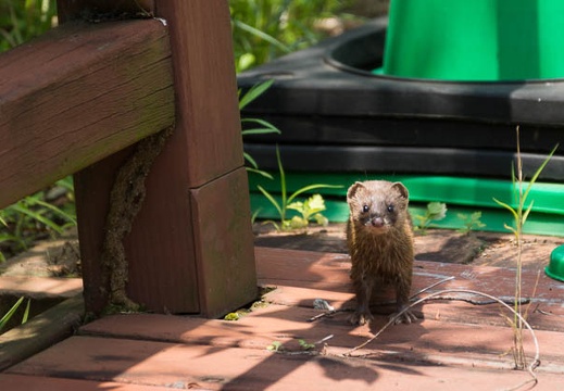 201506251203-DSC00309.jpg
