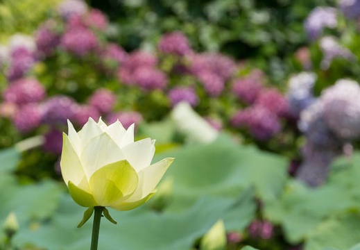 201506251210-DSC00311.jpg