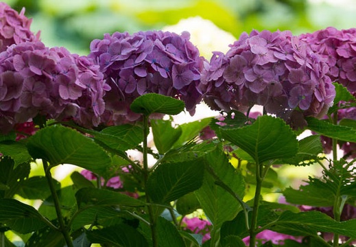201506251214-DSC00318.jpg