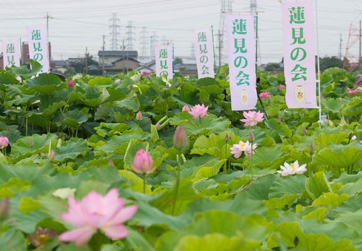 201506301055-DSC00483.jpg