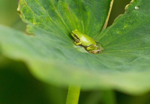 201506301056-DSC00487.jpg