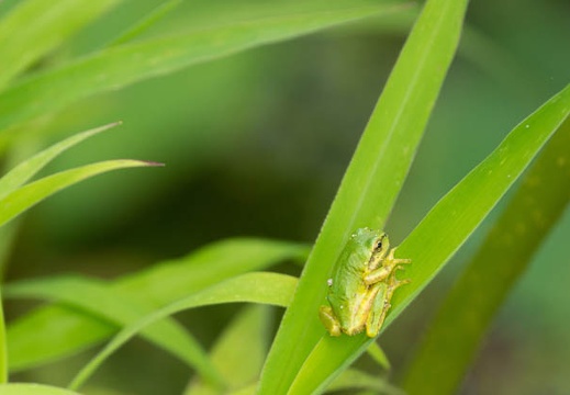 201506301058-DSC00499.jpg