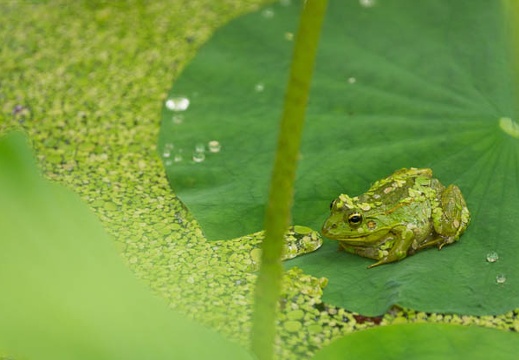 201506301133-DSC00613.jpg