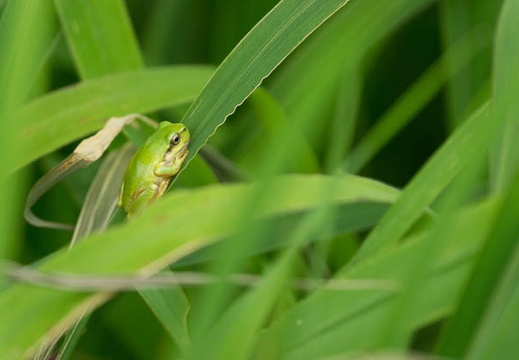 201506301134-DSC00620.jpg