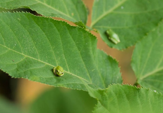 201506301146-DSC00643.jpg