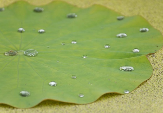 201506301207-DSC00681.jpg