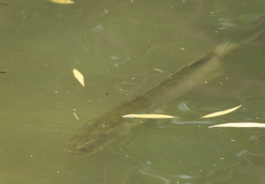 201506301344-DSC00697.jpg