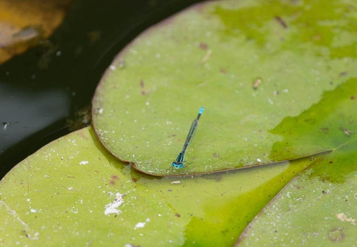 201506301455-DSC00737.jpg