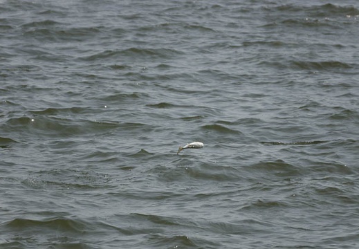 201507021502-DSC00986.jpg