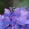 201507031338-DSC01111.jpg