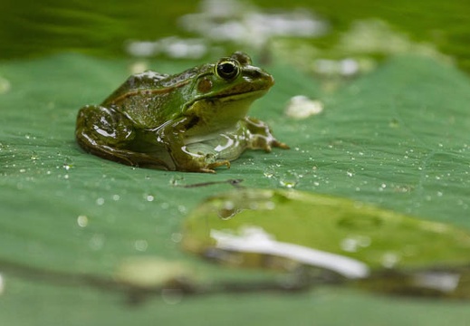 201507071057-DSC01292.jpg