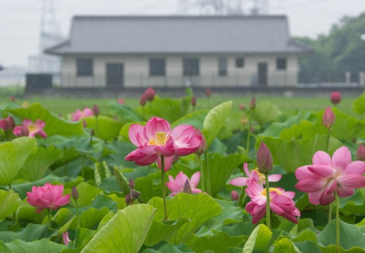 201507071114-DSC01351.jpg