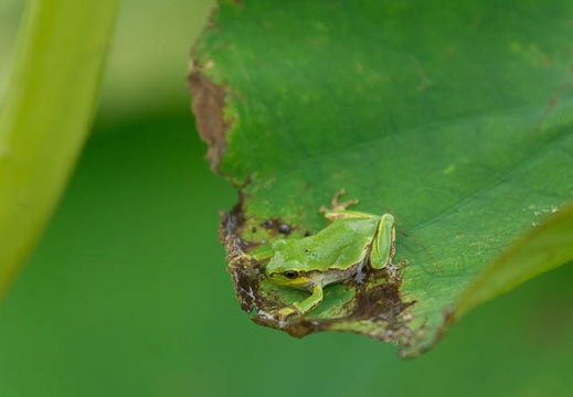 201507071128-DSC01403.jpg