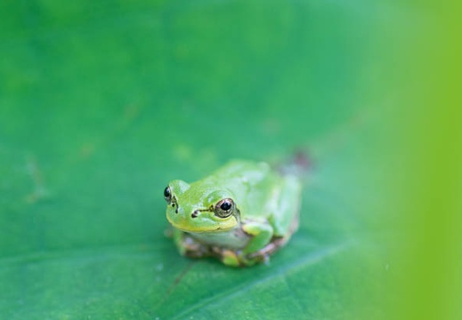 201507071209-DSC07293A55.jpg