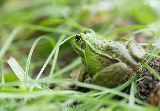 201507071210-DSC07305A55.jpg