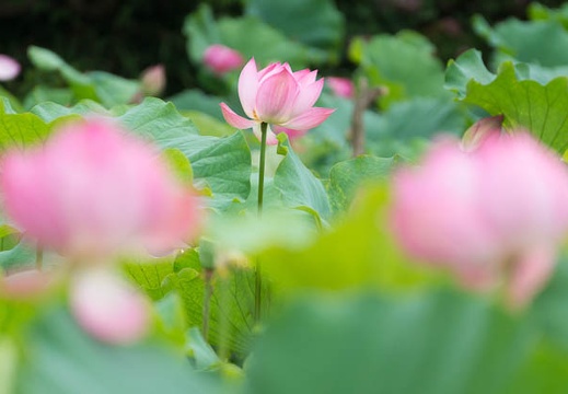 201507091537-DSC01693.jpg