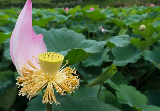 201507091540-DSC06465N6.jpg
