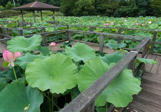 201507091548-DSC06468N6.jpg