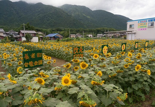 201507131059-DSC06484N6.jpg