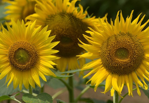 201507131108-DSC01791.jpg