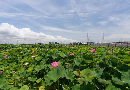 201507131206-DSC06505N6.jpg