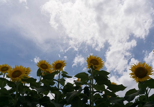 201507131356-DSC06570N6.jpg