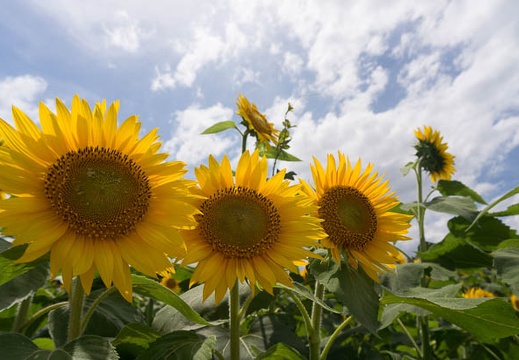 201507131357-DSC06573N6.jpg