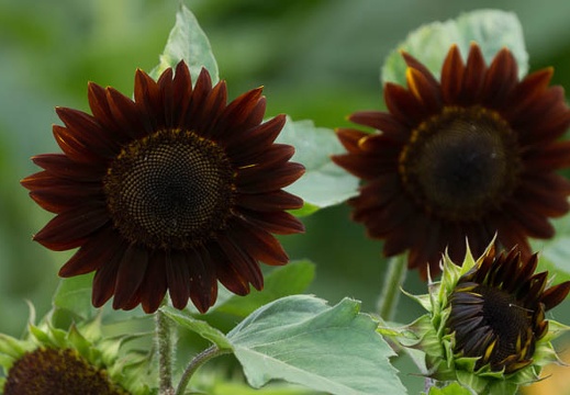 201507131559-DSC01897.jpg
