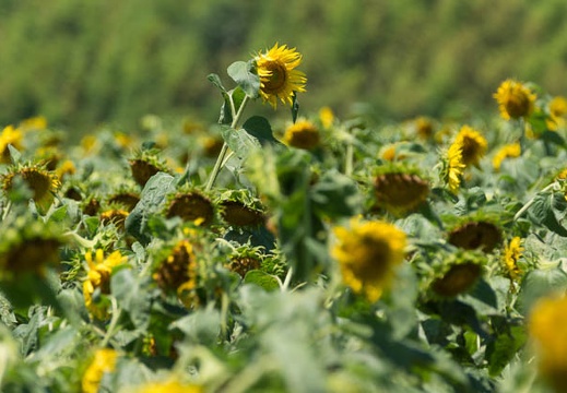 201507141044-DSC01934.jpg
