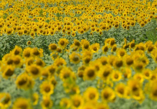 201507281055-DSC03155.jpg