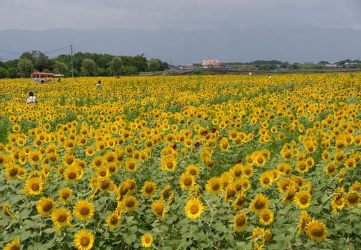 201507281059-DSC08784A55.jpg